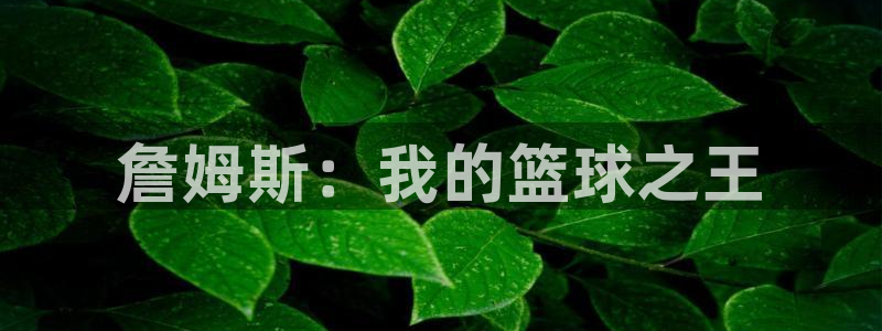 xc体育app官方网站